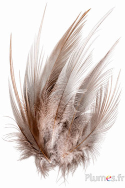 Gru comune - 15-20 cm - grigio naturale